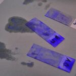 1C - LEKCJA BIOLOGII NA ZUT-CIE