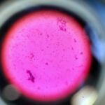 1C - LEKCJA BIOLOGII NA ZUT-CIE